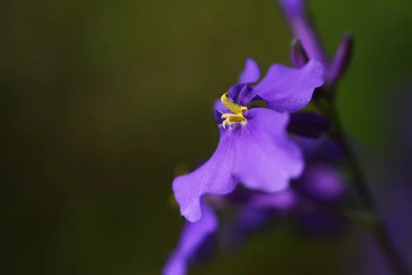Chinese Violette Kers Bloemen Brassicaceae Eenjarige Planten Bloeit Van Maart — Stockfoto