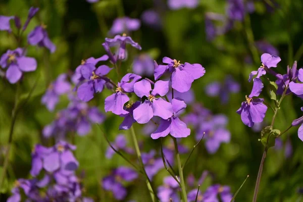 Китайские Фиолетовые Цветы Brassicaceae Ежегодные Растения Цветет Марта Май — стоковое фото