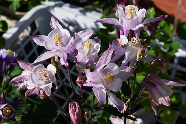 Aquilegia Vulgaris Virágok Ranunculaceae Évelő Növények Virágzási Időszak Májustól Júniusig — Stock Fotó