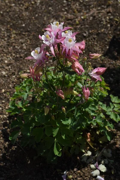 Aquilegia Vulgaris Flowers Ranunculaceae Perennial Plants Flowering Season May June — Stock Photo, Image