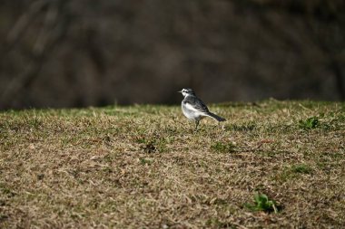 Siyah kuyruklu (Beyaz kuyruklu) bir kuyruk. Genellikle su kenarlarında, tarlalarda ve kentsel alanlarda görülen ve böcek, örümcek ve solucan avlayan bir kuştur..