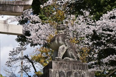 Çiçek açan kiraz çiçekleri kısa ömürlüdür ama Japon halkının kalbini büyüleyen de budur. Tapınakta kiraz çiçeklerinin ve Japon kültürünün tadını çıkar..