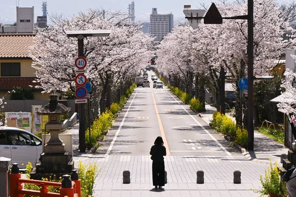 Çiçek Açan Kiraz Çiçekleri Kısa Ömürlüdür Ama Japon Halkının Kalbini — Stok fotoğraf