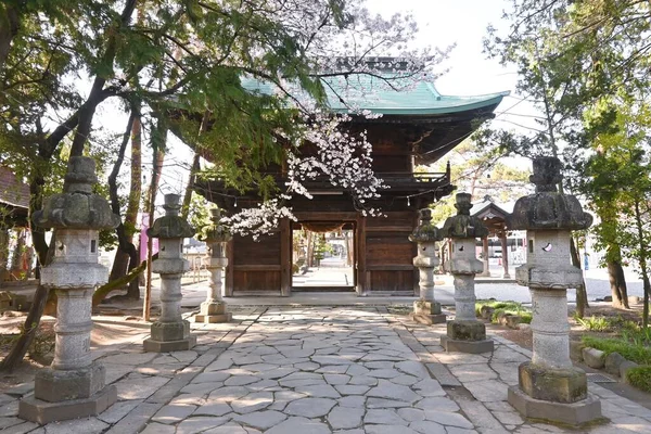 樱花盛开的生命是短暂的 但这正是令日本人民着迷的地方 在神龛里欣赏樱花和日本文化 — 图库照片