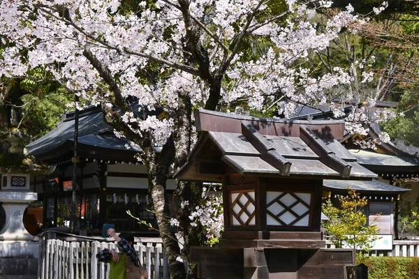 樱花盛开的生命是短暂的 但这正是令日本人民着迷的地方 在神龛里欣赏樱花和日本文化 — 图库照片