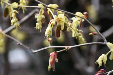 Çivili kış fındığı (Corylopsis spicata) çiçekler. Hamamelidaceae yaprak döken çalı. Mart 'tan Nisan' a kadar çiçek açar yarışlarda bir sürü sarı çiçek.