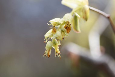 Çivili kış fındığı (Corylopsis spicata) çiçekler. Hamamelidaceae yaprak döken çalı. Mart 'tan Nisan' a kadar çiçek açar yarışlarda bir sürü sarı çiçek.