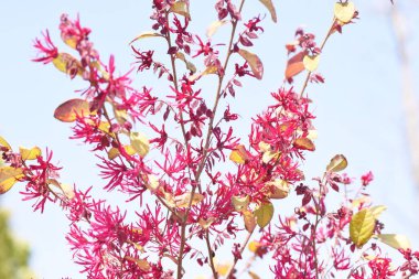 Evergreen cadı fındığı (Loropetalum Çincesi) çiçekleri. Hamamelidaceae her zaman yeşil ağaç. Kurdele şeklinde kırmızı çiçekler Mart 'tan Mayıs' a kadar açar. Çitler için kullanılıyor, vs..