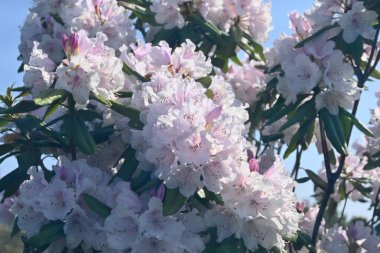 Rododendron çiçekleri. Ericaceae her daim yeşil çalı. Çiçek mevsimi Nisan 'dan Haziran' a kadardır. Ayrıca rodotoksin içeren zehirli bir bitkidir..