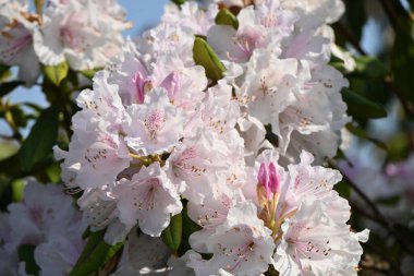 Rododendron çiçekleri. Ericaceae her daim yeşil çalı. Çiçek mevsimi Nisan 'dan Haziran' a kadardır. Ayrıca rodotoksin içeren zehirli bir bitkidir..