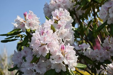 Rododendron çiçekleri. Ericaceae her daim yeşil çalı. Çiçek mevsimi Nisan 'dan Haziran' a kadardır. Ayrıca rodotoksin içeren zehirli bir bitkidir..