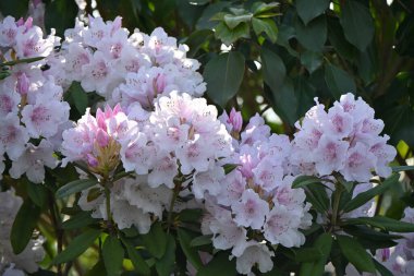 Rododendron çiçekleri. Ericaceae her daim yeşil çalı. Çiçek mevsimi Nisan 'dan Haziran' a kadardır. Ayrıca rodotoksin içeren zehirli bir bitkidir..