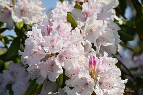 Rhododendronblüten Ericaceae Immergrüner Strauch Blütezeit Ist Von April Bis Juni — Stockfoto