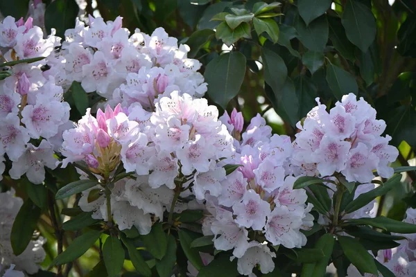 Kwiaty Rododendronu Ericaceae Wiecznie Zielony Krzew Sezon Kwitnienia Trwa Kwietnia — Zdjęcie stockowe