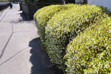 Enkianthus perulatus çiçekleri. Japonya 'da' Dodan-tsutsuji 'olarak adlandırılan, taze yeşiller, çiçekler ve sonbahar yapraklarıyla tadını çıkarılabilen bir Ericaceae yaprak döken çalısıdır..