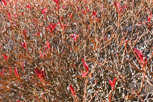 Enkianthus Perulatus Fleurs Appelé Dodan Tsutsuji Japon Est Arbuste Feuilles — Photo