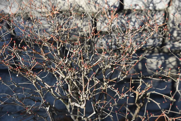 エンキアンサスのPerulatus花 日本では ドーダンツジ と呼ばれ 紅葉などで楽しむことができる落葉低木です — ストック写真