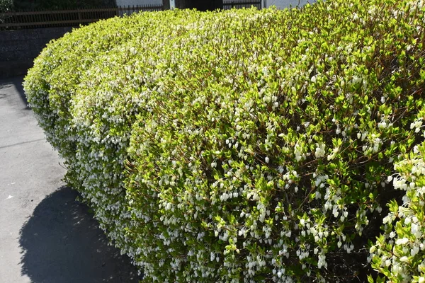 Enkianthus Perulatus Kwiaty Nazwany Dodan Tsutsuji Japonii Jest Krzew Liściasty — Zdjęcie stockowe