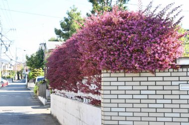 Çin çalı çitleri. Hamamelidaceae daima yeşil çalı. Bu popüler bir çit çünkü Mart 'tan Mayıs' a kadar güzel çiçekler açar ve yetiştirilmesi kolaydır..