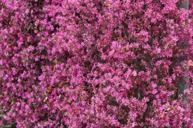 Çin çalı çitleri. Hamamelidaceae daima yeşil çalı. Bu popüler bir çit çünkü Mart 'tan Mayıs' a kadar güzel çiçekler açar ve yetiştirilmesi kolaydır..