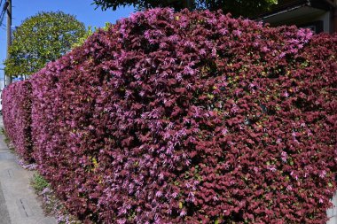 Çin çalı çitleri. Hamamelidaceae daima yeşil çalı. Bu popüler bir çit çünkü Mart 'tan Mayıs' a kadar güzel çiçekler açar ve yetiştirilmesi kolaydır..