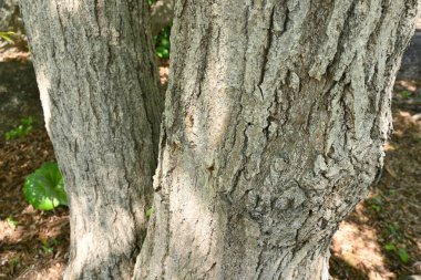 Konara meşesi (Quercus serrata) ağacı. Fagaceae yapraklı ağacı. Kömür için hammadde ve shiitake ekimi için kütük olarak kullanılır..