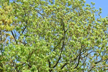 Konara meşesi (Quercus serrata) ağacı. Fagaceae yapraklı ağacı. Kömür için hammadde ve shiitake ekimi için kütük olarak kullanılır..