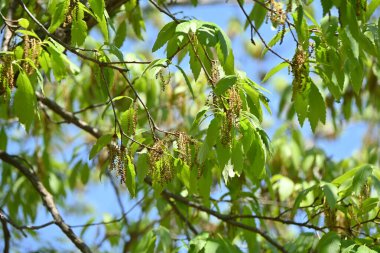 Konara meşesi (Quercus serrata) ağacı. Fagaceae yapraklı ağacı. Kömür için hammadde ve shiitake ekimi için kütük olarak kullanılır..