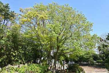 Konara meşesi (Quercus serrata) ağacı. Fagaceae yapraklı ağacı. Kömür için hammadde ve shiitake ekimi için kütük olarak kullanılır..