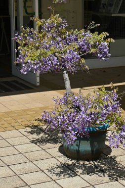 Bonsai usulü Japon Wisteria çiçekleri. Fabaceae yapraklı ağacı.