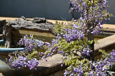 Bonsai usulü Japon Wisteria çiçekleri. Fabaceae yapraklı ağacı.