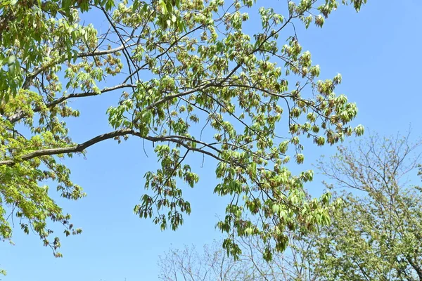 Chêne Konara Quercus Serrata Fagaceae Arbre Feuilles Caduques Est Utilisé — Photo
