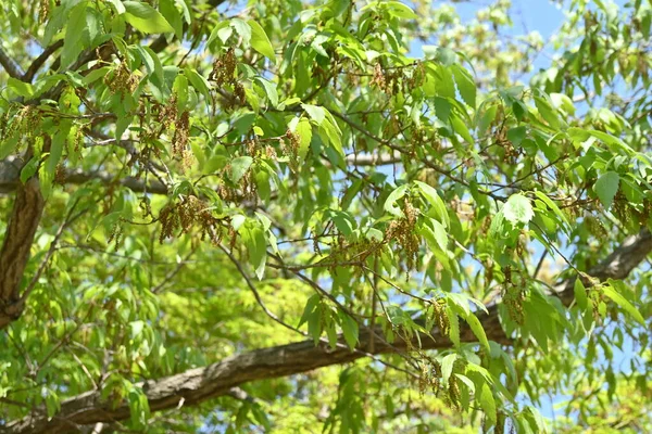 Carvalho Konara Quercus Serrata Fagaceae Árvore Caduca Utilizado Como Matéria — Fotografia de Stock