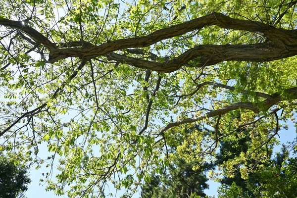 Chêne Konara Quercus Serrata Fagaceae Arbre Feuilles Caduques Est Utilisé — Photo