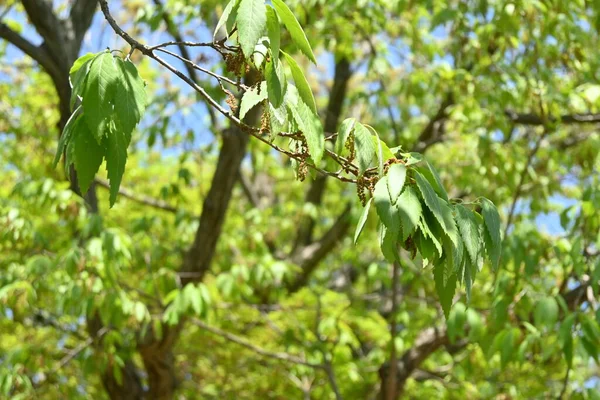 Konara Eiketre Quercus Serrata Fagaceae Løvtrær Det Brukes Som Råstoff – stockfoto