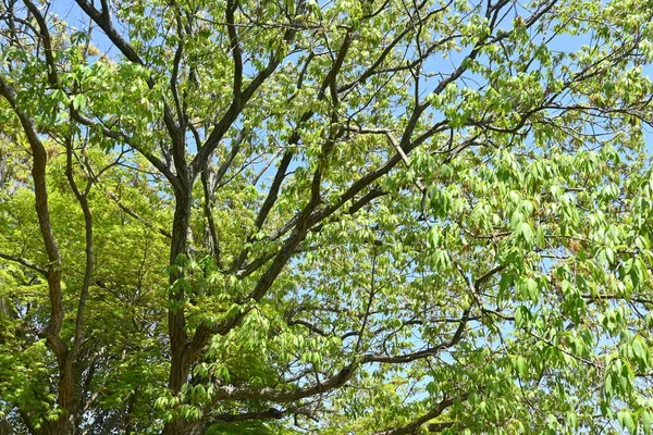 참나무 Quercus Serrata 파과는 낙엽수이다 그것은 용되며 시타케 재배를 통나무 — 스톡 사진