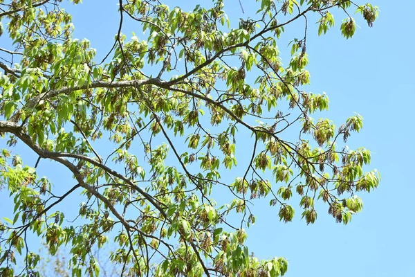 Konara Roble Quercus Serrata Árbol Fagaceae Árbol Caducifolio Utiliza Como —  Fotos de Stock