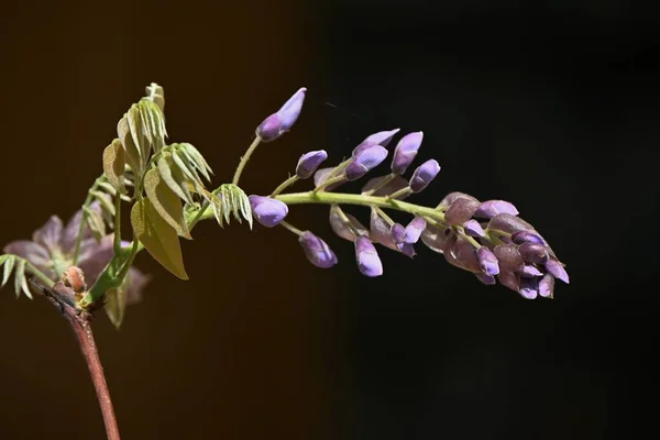 Flores Glicina Japonesa Estilo Bonsái Fabaceae Árbol Caducifolio —  Fotos de Stock