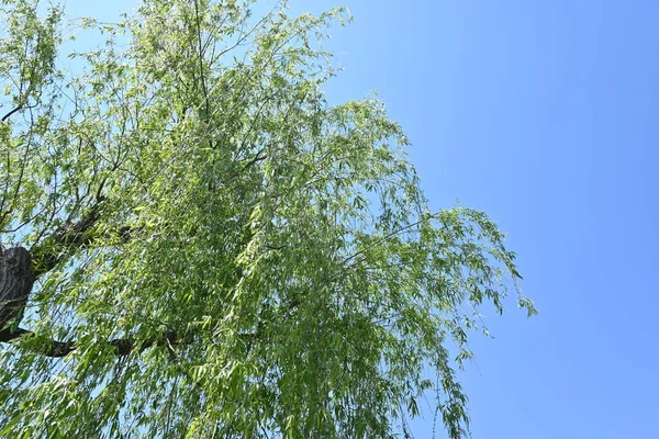 Det Gråtande Pilträdet Ett Dioiskt Salicaceae Lövträd Infödda Kina Används — Stockfoto