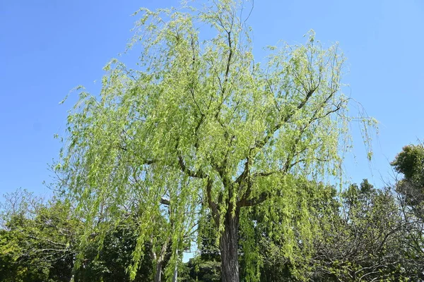 しだれ柳の木 中国原産のダイズ科落葉樹公園樹や街路樹に使用 — ストック写真