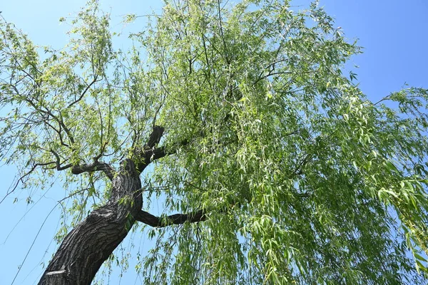 Det Gråtande Pilträdet Ett Dioiskt Salicaceae Lövträd Infödda Kina Används — Stockfoto