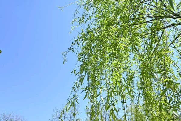 Salgueiro Chorão Uma Árvore Decídua Salicaceae Dioica Nativa China Usado — Fotografia de Stock