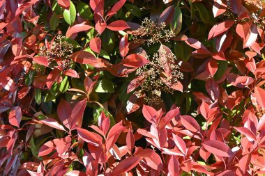 The Photinia glabra ( Red robin ) hedges. Rosaceae evergreen shrub. It is often used as a hedge because of its beautiful red shoots in spring. clipart