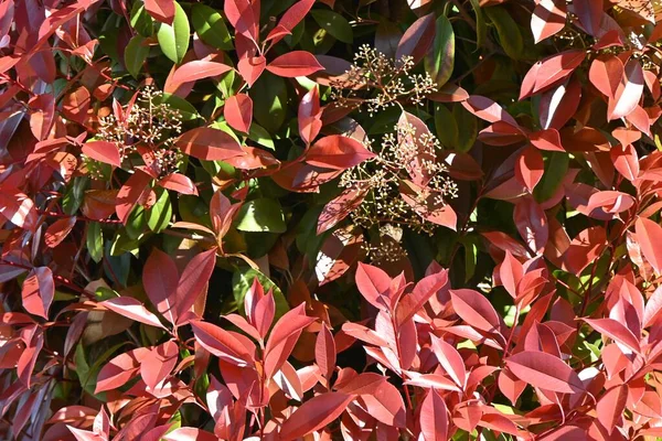 Photinia Glabra Vörös Vörösbegy Sövények Rosaceae Örökzöld Cserje Gyakran Használják — Stock Fotó
