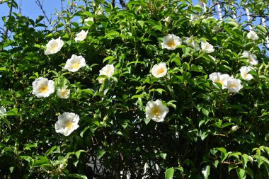 Cherokee gülü (Rosa laevigata) çiçekleri. Rosaceae daima yeşil asma çalısı. Beş yapraklı beyaz çiçekler Nisan 'dan Haziran' a kadar açar.