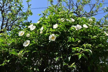 Cherokee gülü (Rosa laevigata) çiçekleri. Rosaceae daima yeşil asma çalısı. Beş yapraklı beyaz çiçekler Nisan 'dan Haziran' a kadar açar.