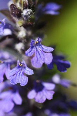 Mavi borazan (Ajuga reptans) çiçekleri. Lamiaceae daimi yeşil sürünen bitkiler. Mavi-mor dudak şeklindeki çiçekler Nisan 'dan Haziran' a kadar açar.