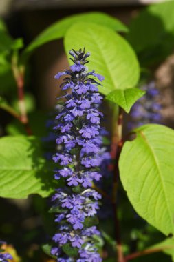 Mavi borazan (Ajuga reptans) çiçekleri. Lamiaceae daimi yeşil sürünen bitkiler. Mavi-mor dudak şeklindeki çiçekler Nisan 'dan Haziran' a kadar açar.