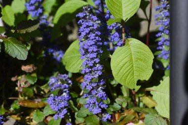 Mavi borazan (Ajuga reptans) çiçekleri. Lamiaceae daimi yeşil sürünen bitkiler. Mavi-mor dudak şeklindeki çiçekler Nisan 'dan Haziran' a kadar açar.