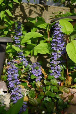 Mavi borazan (Ajuga reptans) çiçekleri. Lamiaceae daimi yeşil sürünen bitkiler. Mavi-mor dudak şeklindeki çiçekler Nisan 'dan Haziran' a kadar açar.